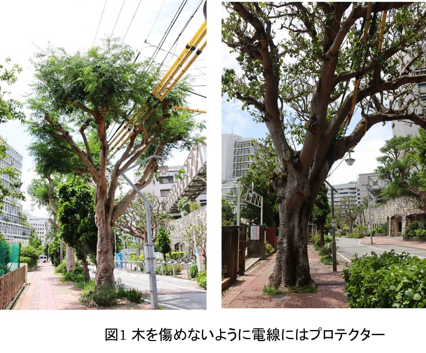 図1 木を傷めないように電線にはプロテクター