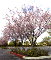 シリコンバレー桜満開